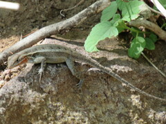 Sceloporus variabilis