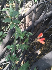 Eccremocarpus scaber