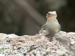 Sceloporus variabilis