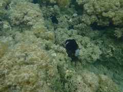 Amphiprion mccullochi