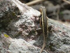 Sceloporus variabilis
