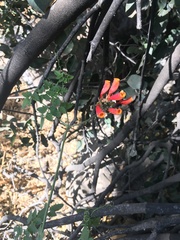 Eccremocarpus scaber