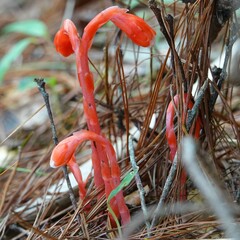 Monotropa coccinea