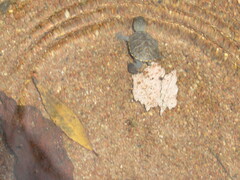 Kinosternon integrum