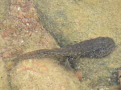 Lithobates berlandieri