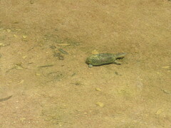 Kinosternon integrum