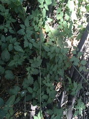 Eccremocarpus scaber