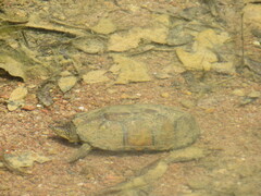 Kinosternon integrum