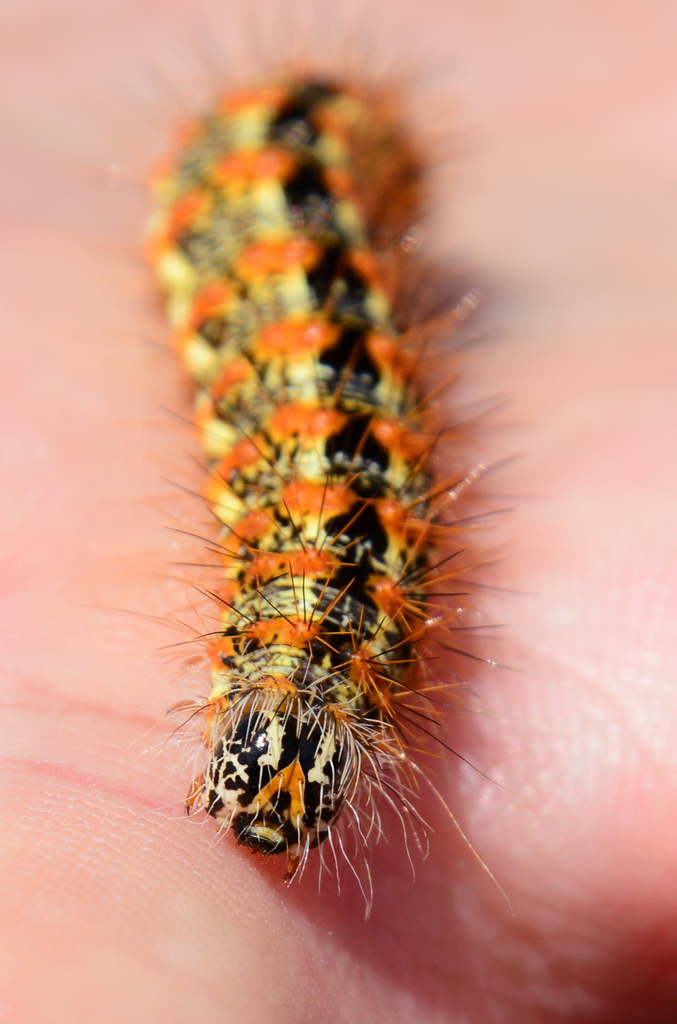 Cattail Borer Moth (Common Caterpillars of Jennings) · iNaturalist