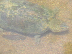 Kinosternon integrum