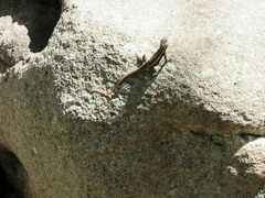 Sceloporus variabilis