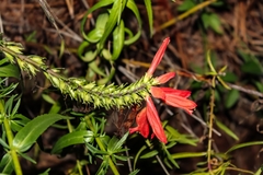 Lamourouxia multifida