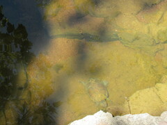 Kinosternon integrum