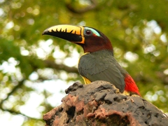 Pteroglossus inscriptus