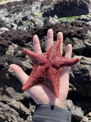 Patiria miniata
