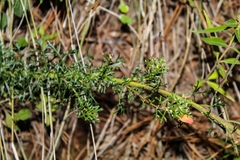 Lamourouxia multifida