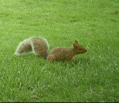 Sciurus carolinensis