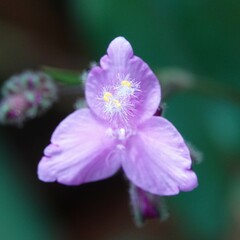 Tradescantieae