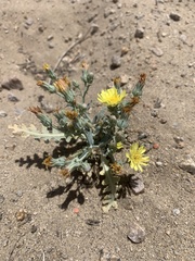 Malacothrix sonchoides