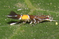 Cosmopterix