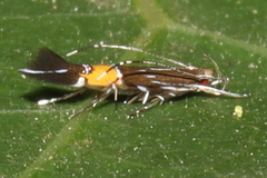 Cosmopterix