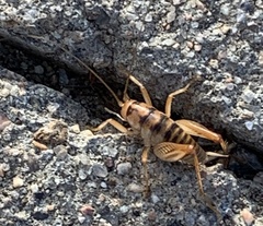 Ceuthophilus fusiformis