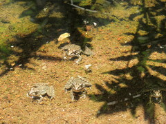 Lithobates berlandieri