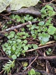 Piper excelsum excelsum