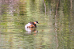 Tachybaptus pelzelnii