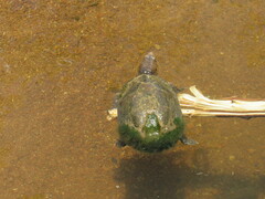 Kinosternon integrum