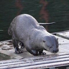 Lontra longicaudis