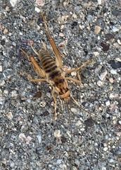 Ceuthophilus fusiformis