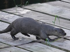 Lontra longicaudis