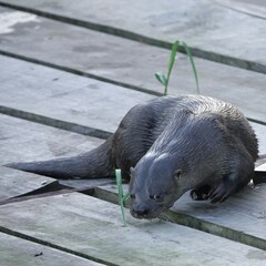 Lontra longicaudis