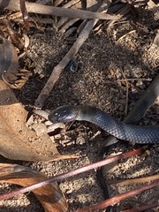 Cryptophis nigrescens