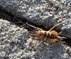 Ceuthophilus fusiformis