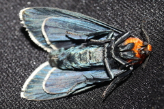 Apistosia judas