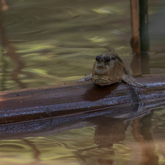 Periophthalmodon schlosseri