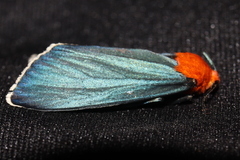 Apistosia judas