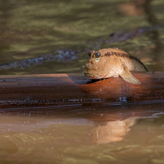 Periophthalmodon schlosseri