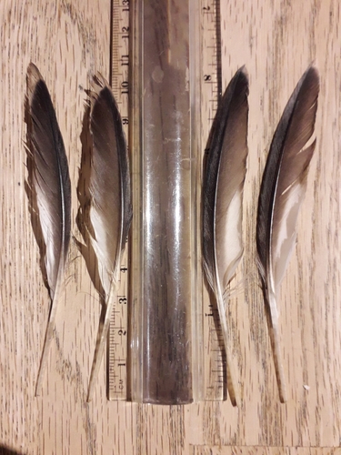 Plume de Guillemot à miroir