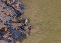 Periophthalmodon schlosseri