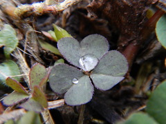 Oxalis corniculata