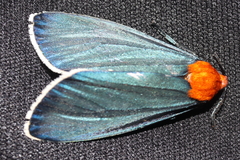 Apistosia judas