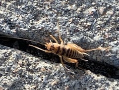 Ceuthophilus fusiformis