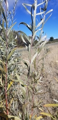 Salix exigua