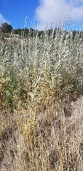 Salix exigua