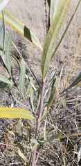 Salix exigua