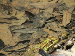 Lithobates berlandieri