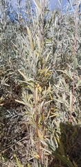 Salix exigua